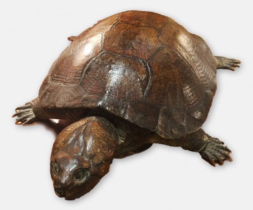 Tortue naturalisée vernissée